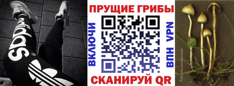 где купить наркоту  Оханск  Псилоцибиновые грибы Cubensis 